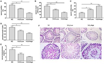 Chronic exposure to yttrium induced cell apoptosis in the testis by mediating Ca2+/IP3R1/CaMKII signaling